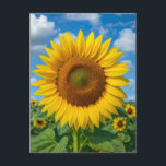 SUNFLOWER FIELD POSTCARD BRIEFKAART<br><div class="desc">SUNFLOWER POSTCARD</div>