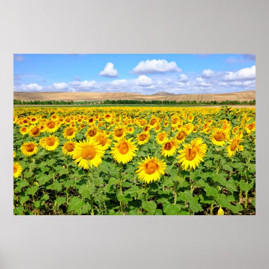 Sunflower field poster (Voorkant)