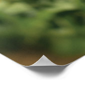 Sunflower field poster (Hoek)