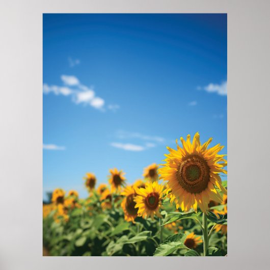 Sunflower field poster (Voorkant)