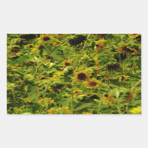 Sunflower field rechthoekige sticker