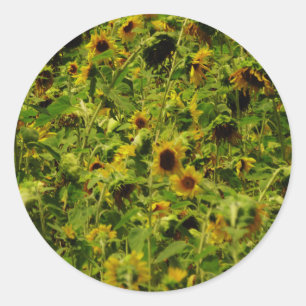Sunflower field ronde sticker