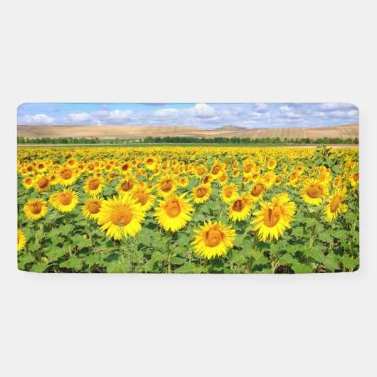 Sunflower field spandoek (Horizontaal)