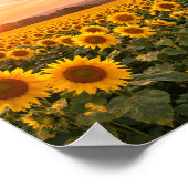Sunflower Field Sunset Landscape Poster (Hoek)