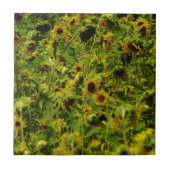 Sunflower field tegeltje (Voorkant)