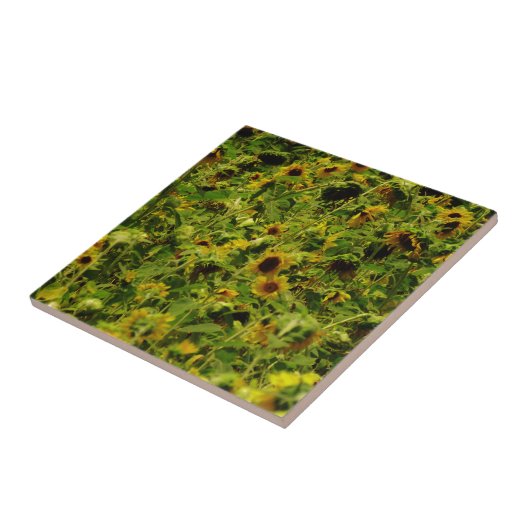 Sunflower field tegeltje (Zijkant)