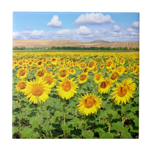 Sunflower field tegeltje (Voorkant)