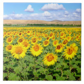 Sunflower field tegeltje (Voorkant)