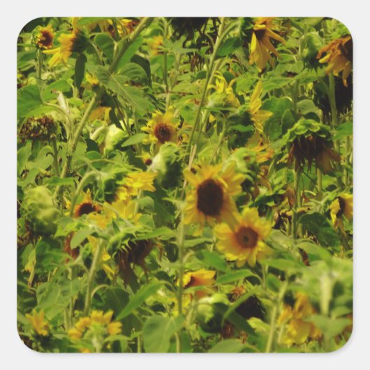Sunflower field vierkante sticker (Voorkant)
