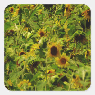Sunflower field vierkante sticker