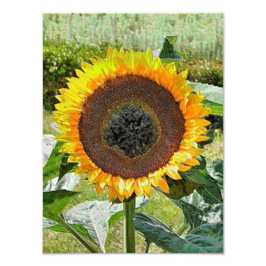 SUNFLOWER FOTO AFDRUK (Voorkant)