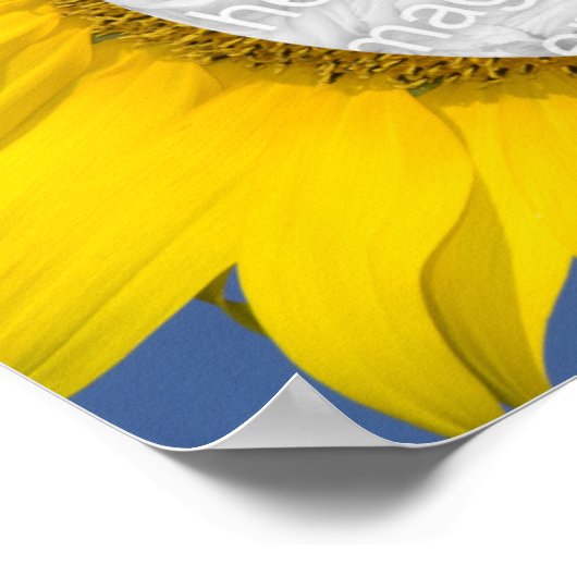 Sunflower Foto Poster (Hoek)