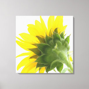 Sunflower Fuzz Canvas Print
