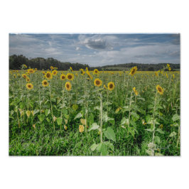 "Sunflower Heaven" Photograph Foto Afdruk