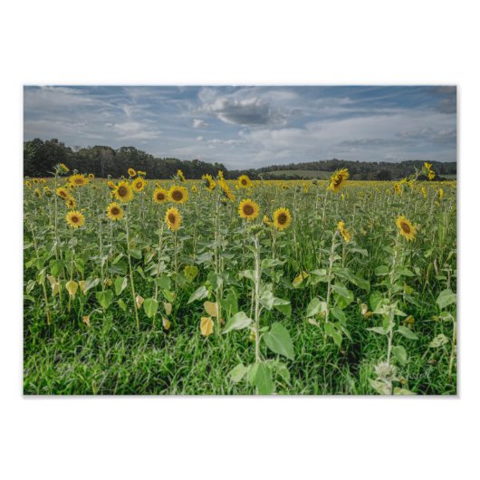 "Sunflower Heaven" Photograph Foto Afdruk (Voorkant)
