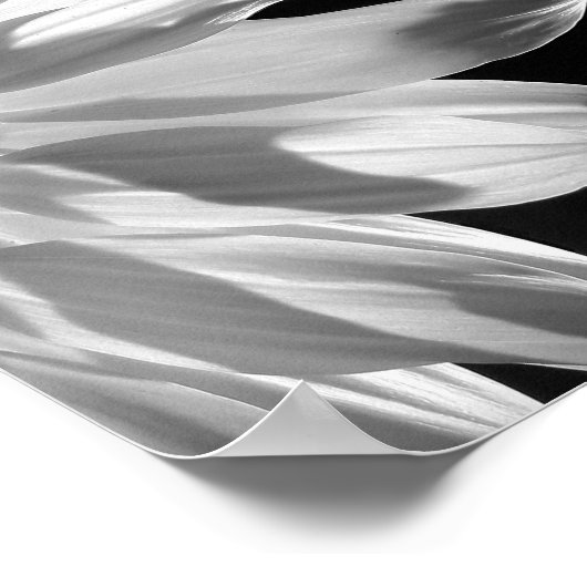 Sunflower in Black & White Poster (Hoek)