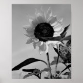 Sunflower in Black & White Poster (Voorkant)