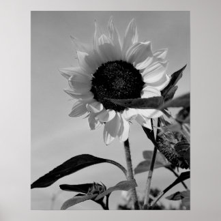 Sunflower in Black & White Poster