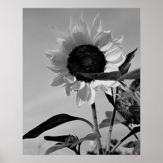 Sunflower in Black & White Poster (Voorkant)