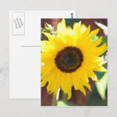 Sunflower in Full Bloom Briefkaart (Voorkant / Achterkant)