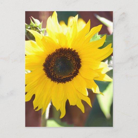 Sunflower in Full Bloom Briefkaart (Voorkant)
