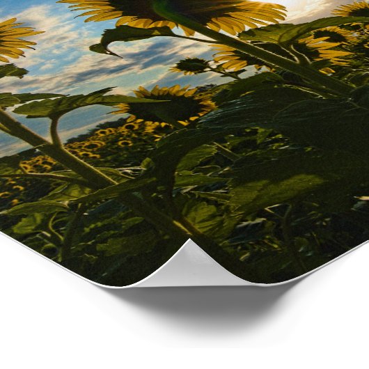 Sunflower Morning Poster (Hoek)