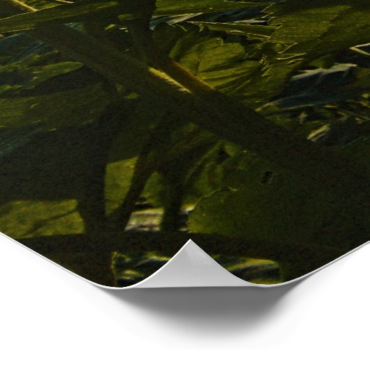 Sunflower Morning Poster (Hoek)