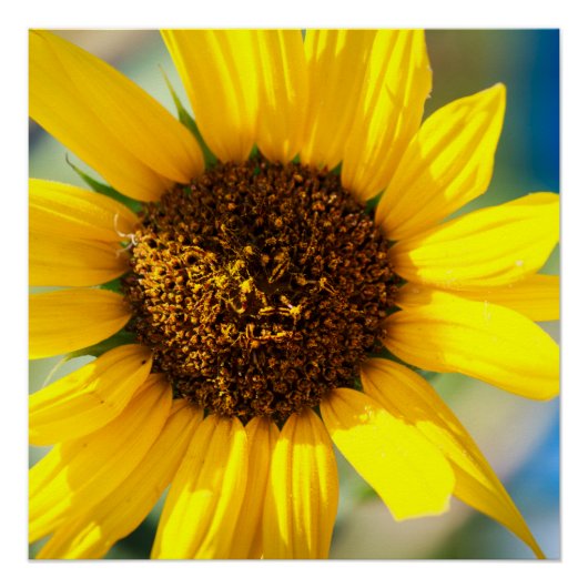 Sunflower Perfect Poster (Voorkant)