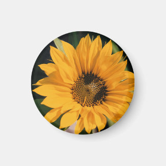 Sunflower Photo Magnet