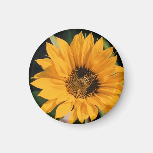 Sunflower Photo Magnet (Voorkant)