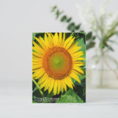 Sunflower :Postcard Briefkaart (Staand voorkant)