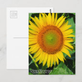 Sunflower :Postcard Briefkaart (Voorkant / Achterkant)