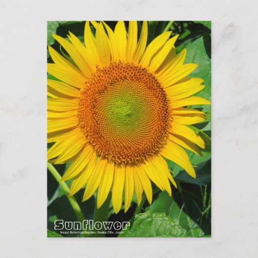 Sunflower :Postcard Briefkaart (Voorkant)