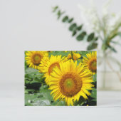Sunflower :Postcard Briefkaart (Staand voorkant)