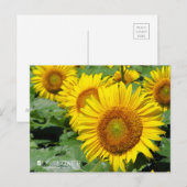 Sunflower :Postcard Briefkaart (Voorkant / Achterkant)