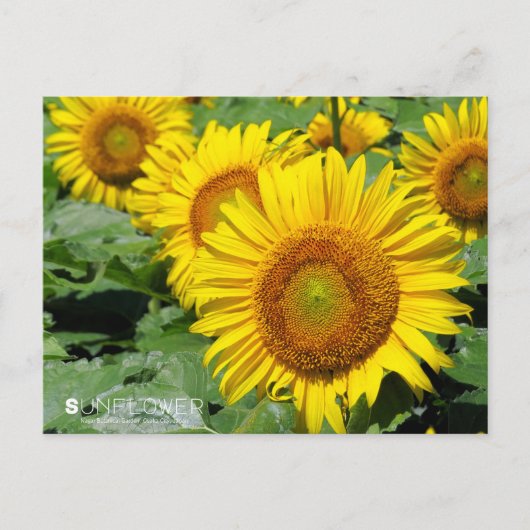Sunflower :Postcard Briefkaart (Voorkant)