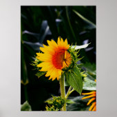 Sunflower Poster (Voorkant)