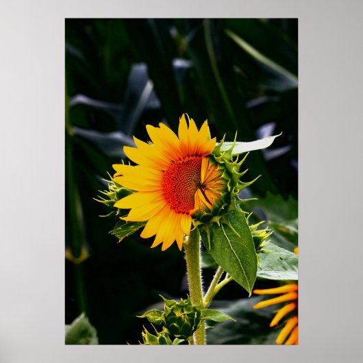 Sunflower Poster (Voorkant)