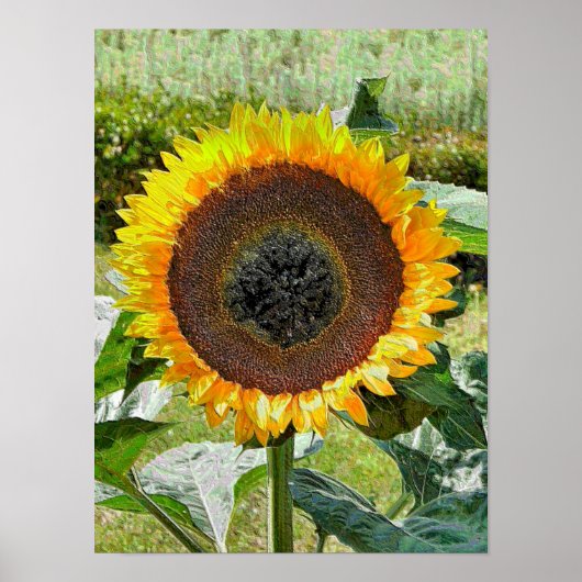 SUNFLOWER POSTER (Voorkant)