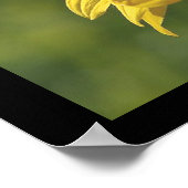 SunFlower-Poster Poster (Hoek)