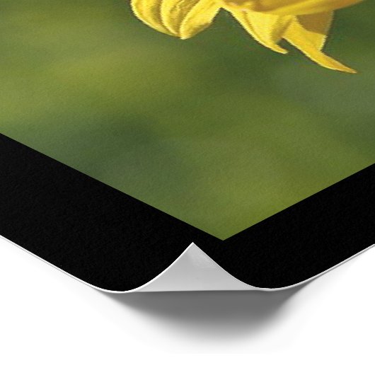 SunFlower-Poster Poster (Hoek)