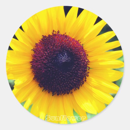 Sunflower：Round Seal Ronde Sticker (Voorkant)