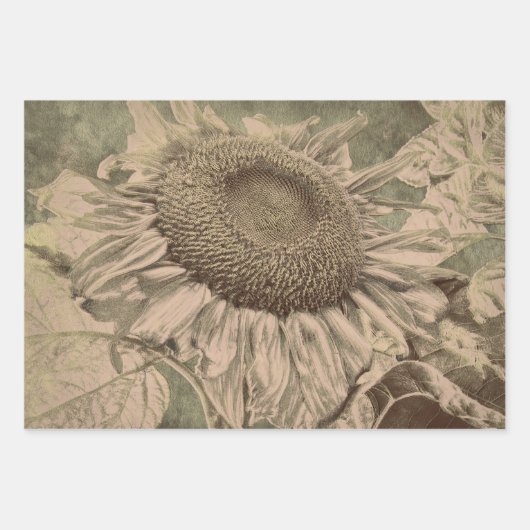 Sunflower Sepia Tone Brown Art Texture Decoupage Inpakpapier Vel (Voorkant 2)