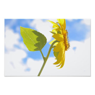 Sunflower Sky Foto Afdruk