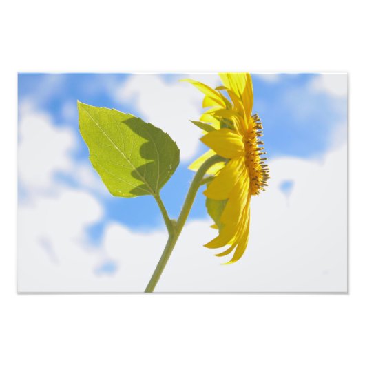 Sunflower Sky Foto Afdruk (Voorkant)