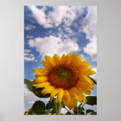 Sunflower Sky Poster (Voorkant)