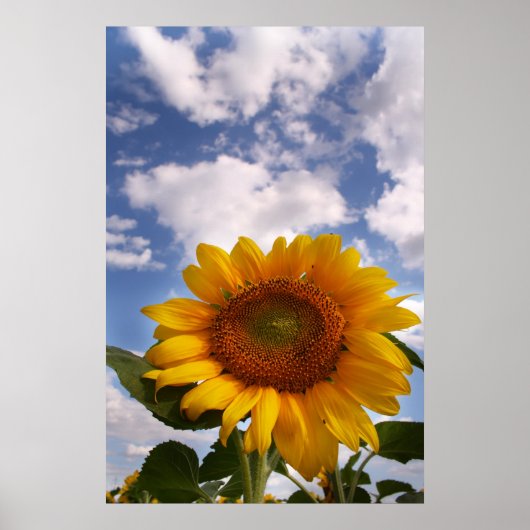 Sunflower Sky Poster (Voorkant)