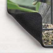 Sunflower suet Chickadee Eating Muismat (Hoek)