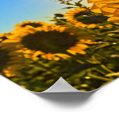 Sunflower Sun Star Poster (Hoek)