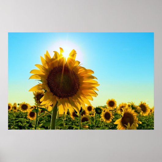 Sunflower Sun Star Poster (Voorkant)